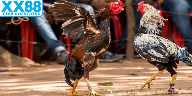 Mỗi trận đá gà sẽ diễn ra giữa hai chiến kê được phân chia theo hạng cân